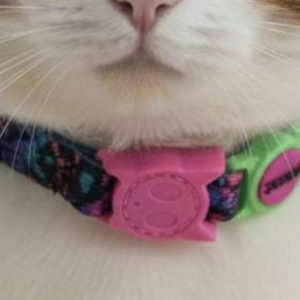Collar para gato Reebok