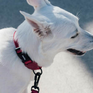 Collar Zee Dog