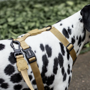 Arnes H Harness