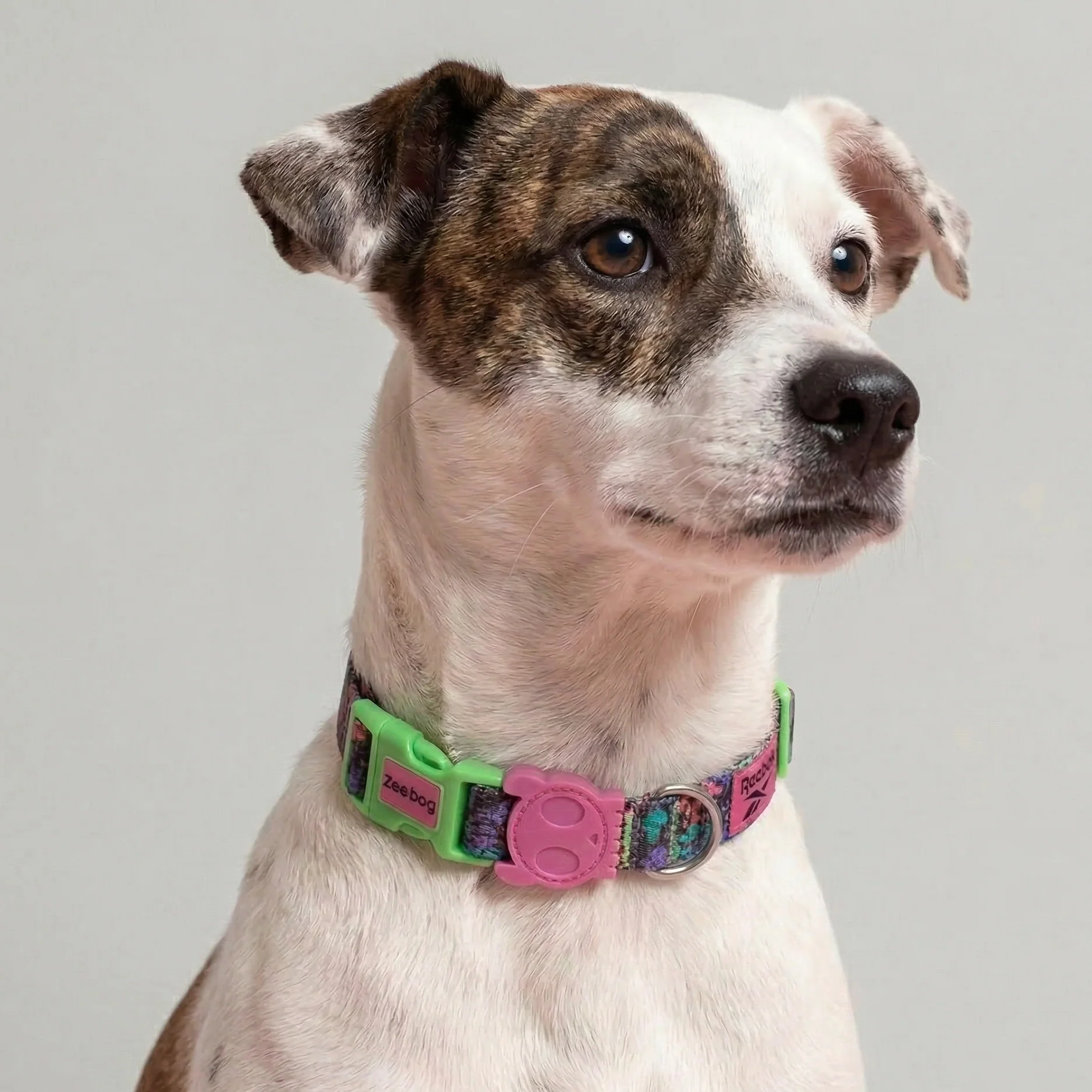 Aerobic Collar / Zeedog + Reebok - Image 4