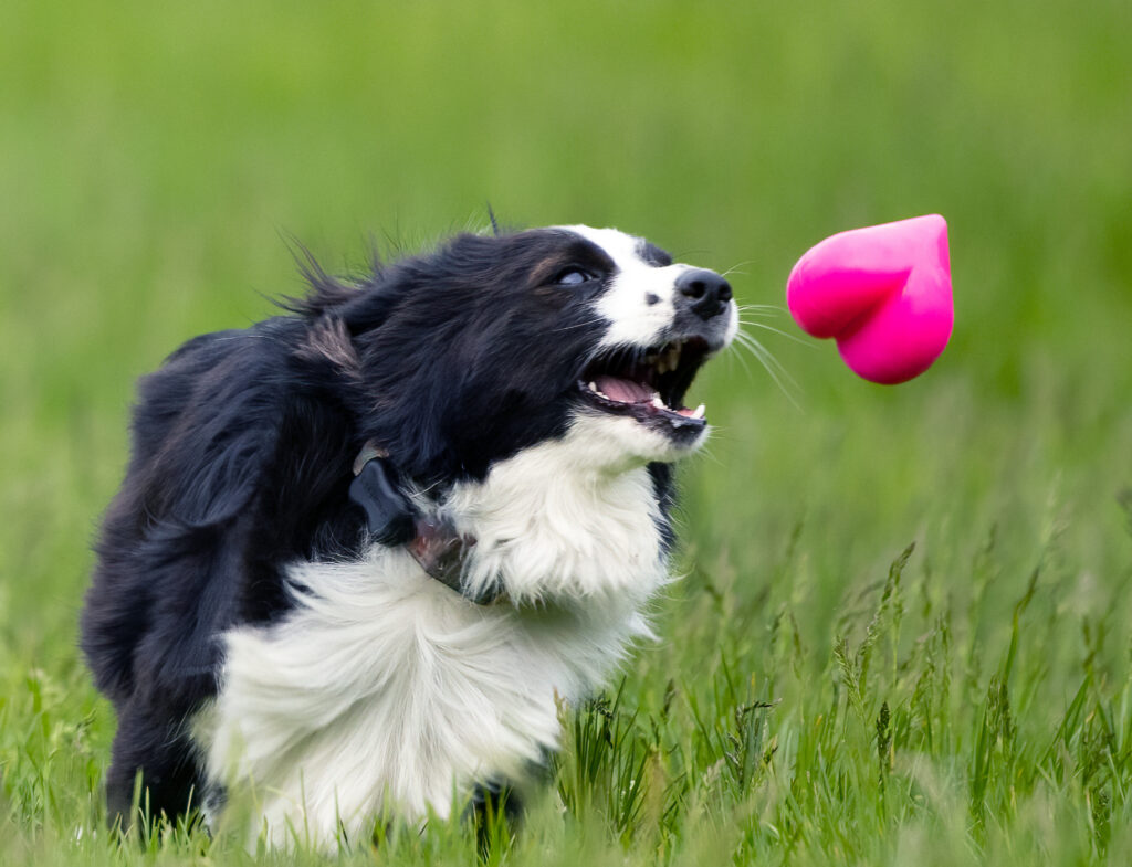 Dawg-Hart – Corazón de Caucho para Perro / Ruff Dawg - Image 3