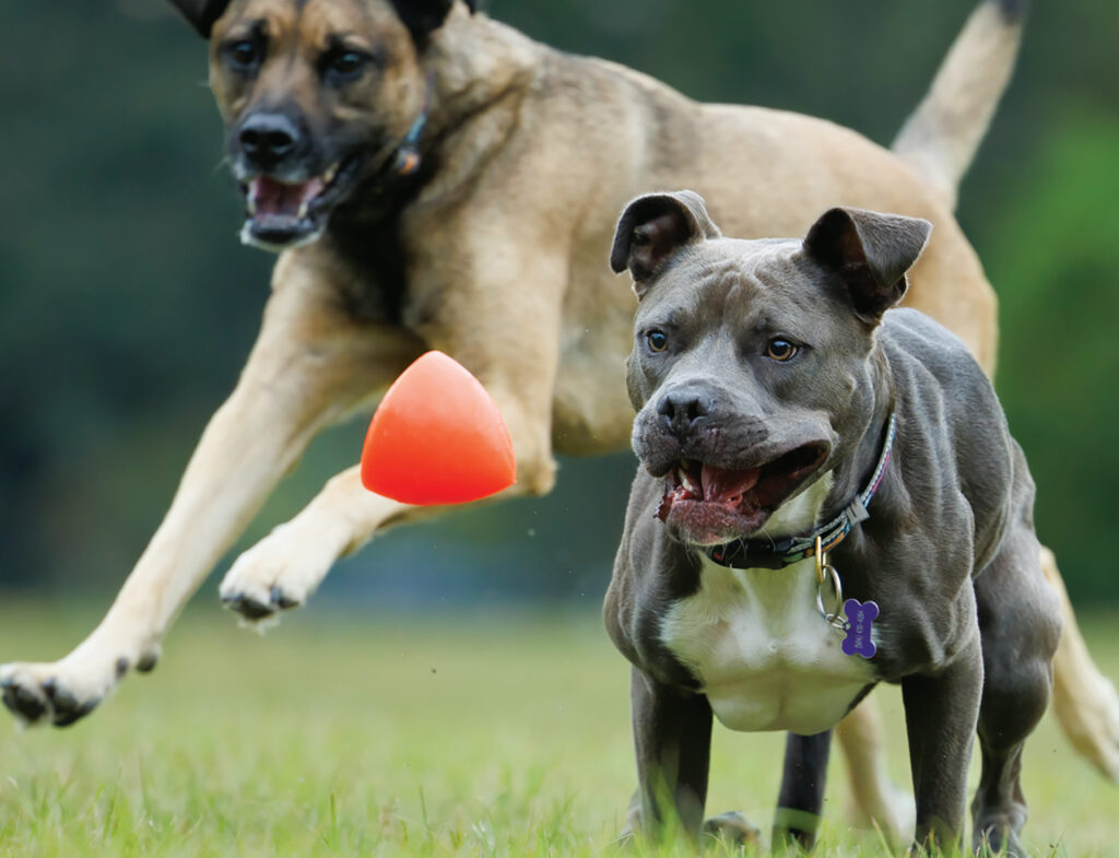 Dawg-X – Juguete de Rebote para Perro / Ruff Dawg - Image 2