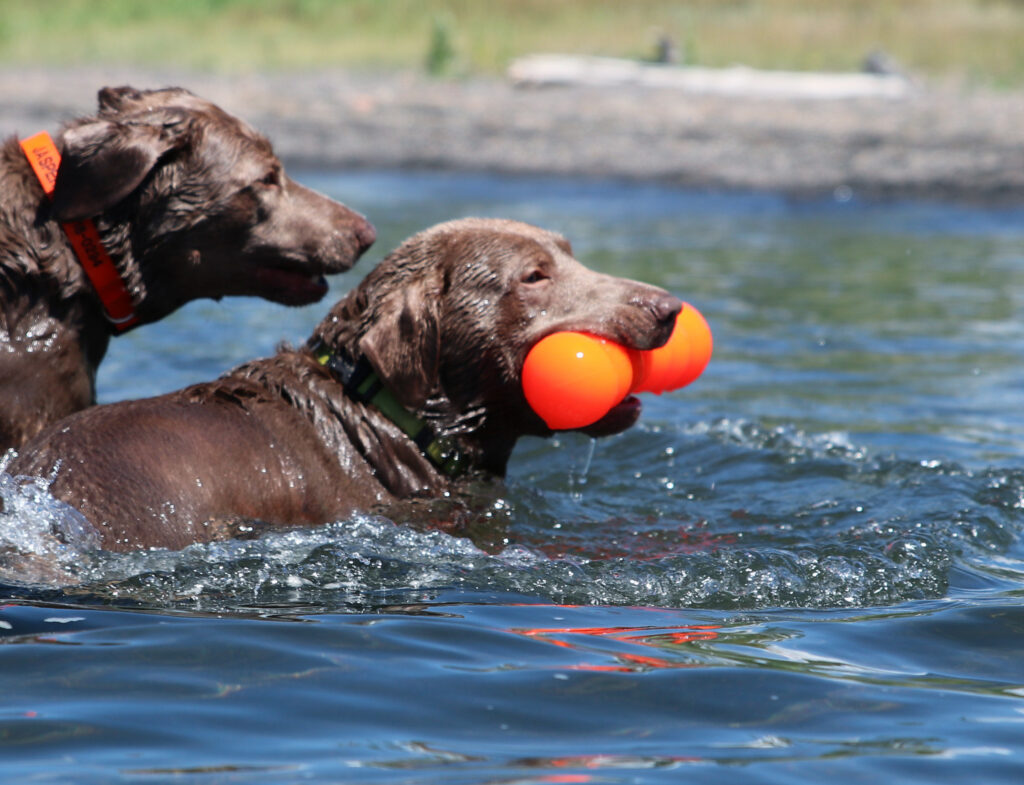 Big Dawg – Mancuerna para Perro / Ruff Dawg - Image 4