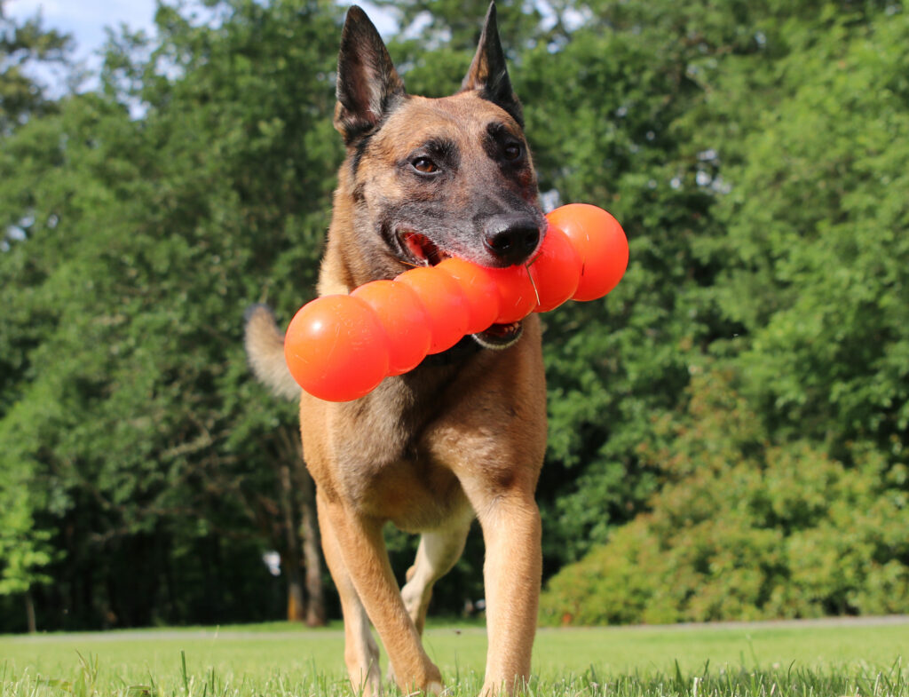 Buster Dawg – Juguete de Caucho para Perro / Ruff Dawg - Image 4