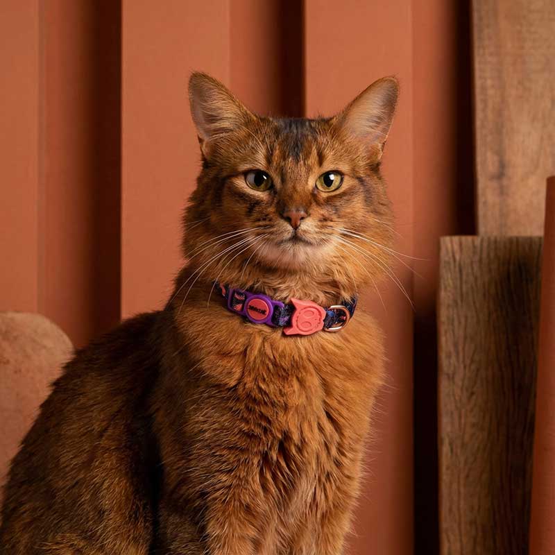 Court Cat Collar / Zeecat + Reebok - Image 4